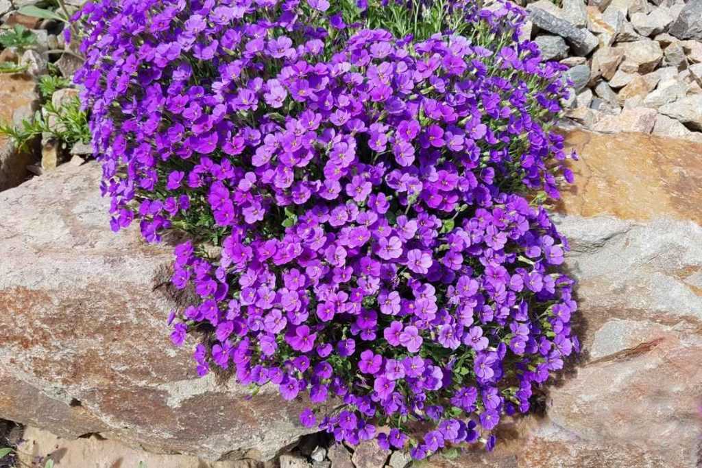Aubriète, aubrieta : semer, planter et cultiver - Promesse de Fleurs