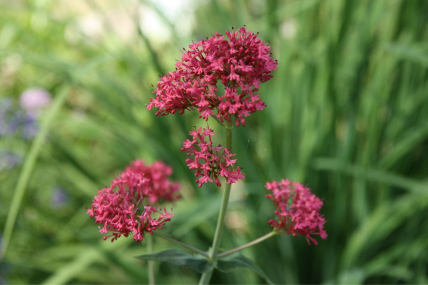 10 fleurs pour le jardin qui aiment la sécheresse