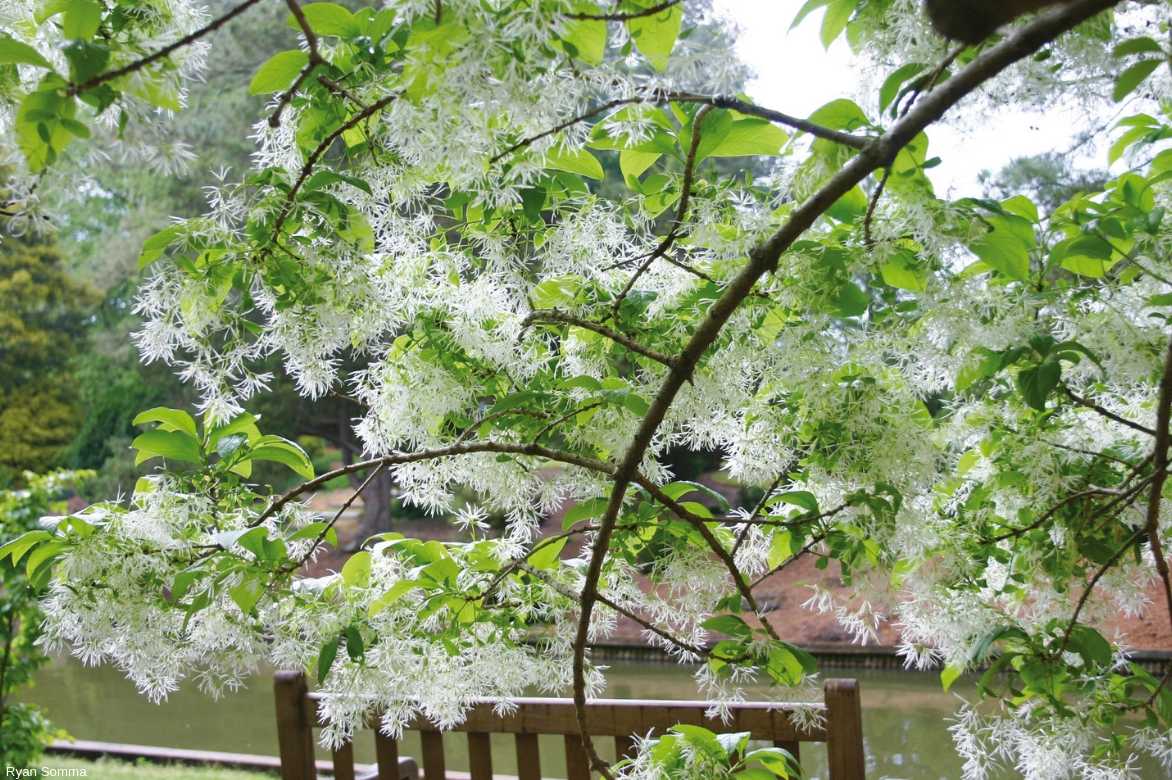 arbre à neige