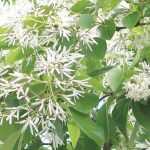 Chionanthus, arbre à neige : planter, cultiver