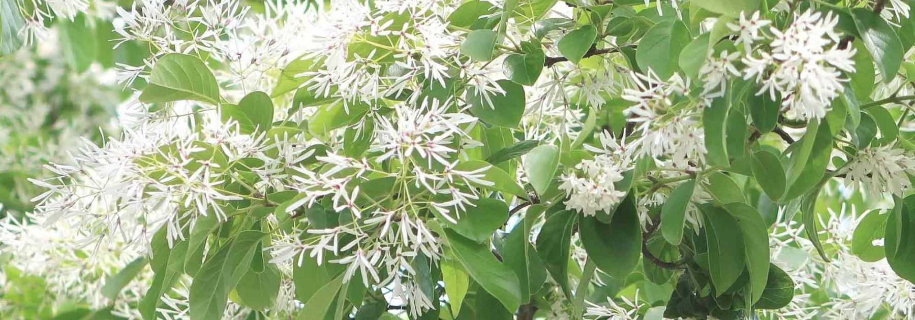 Chionanthus, arbre à neige : planter, cultiver