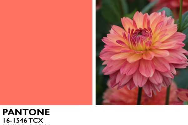 Tendance 2019 : la couleur corail !