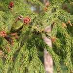 Cryptomeria, Cèdre du Japon : planter, tailler et entretenir