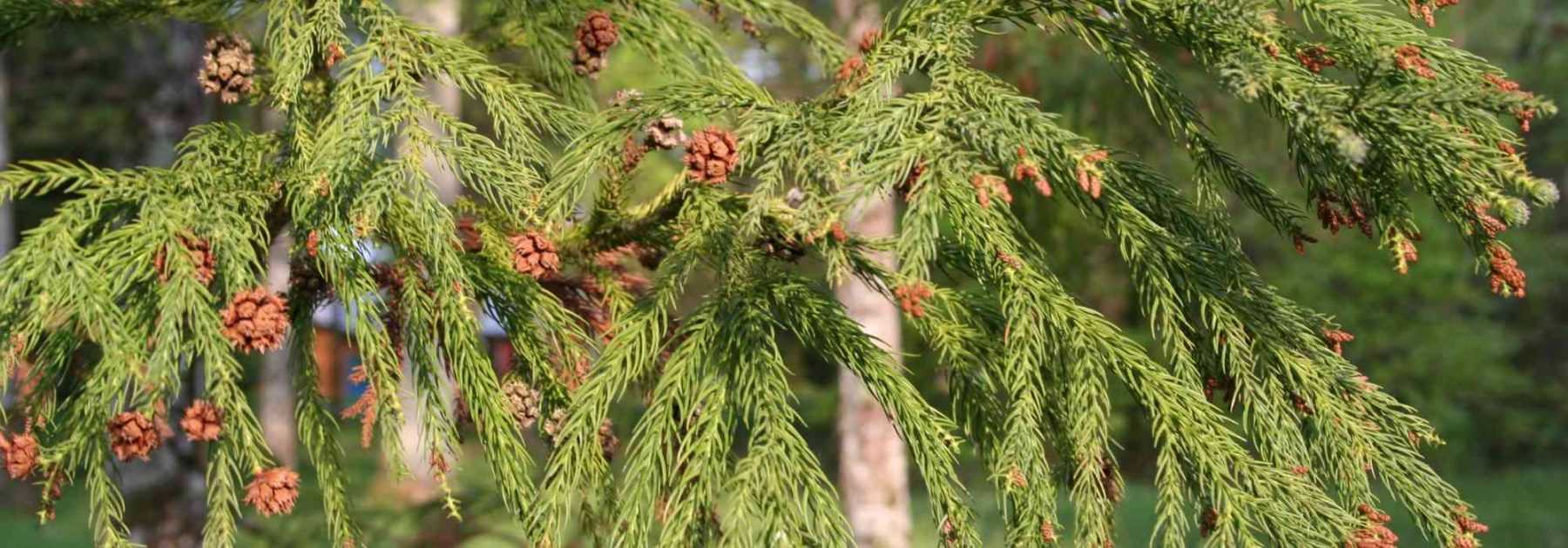 Cryptomeria, Cèdre du Japon : planter, tailler et entretenir