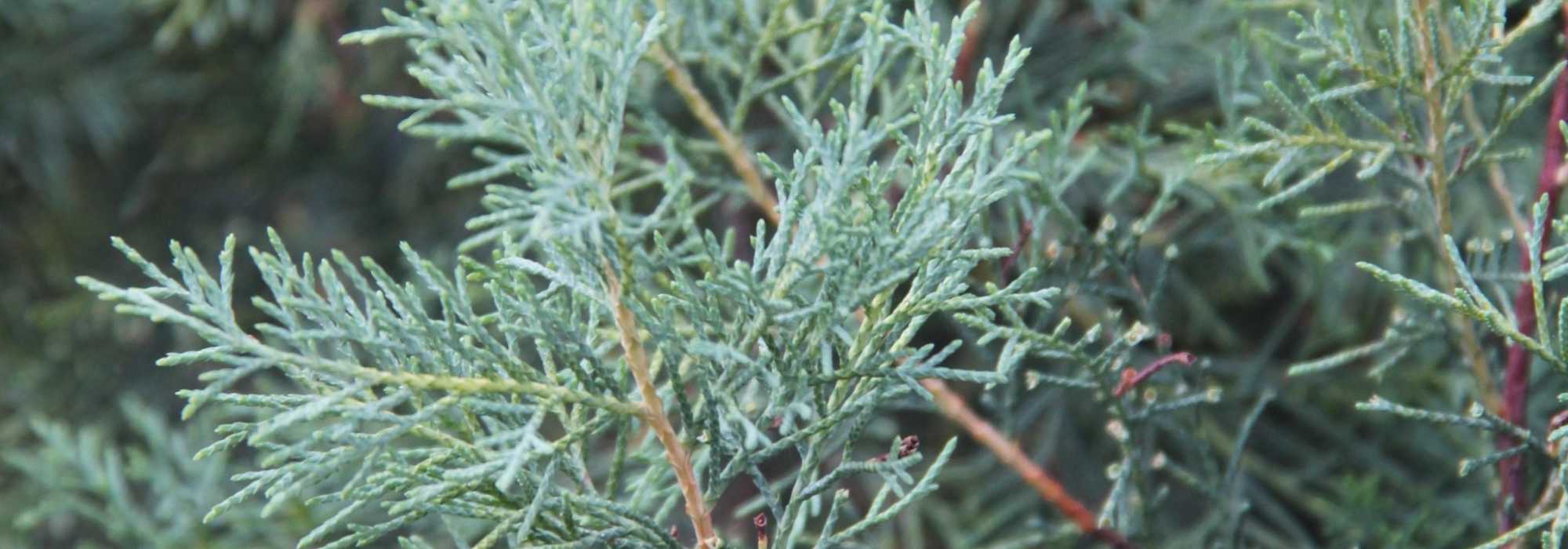 Cyprès, Cupressus : planter, tailler et entretenir