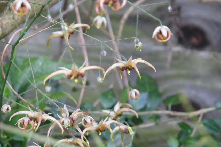 Epimedium wushanense, fleurs des elfes
