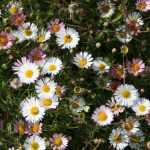 Erigeron, vergerette : planter, cultiver