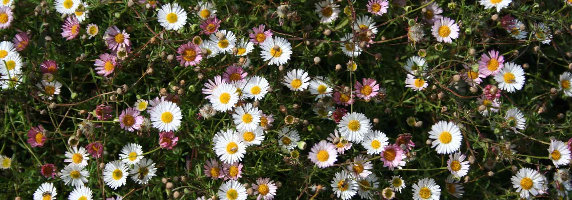 Erigeron, vergerette : planter, cultiver