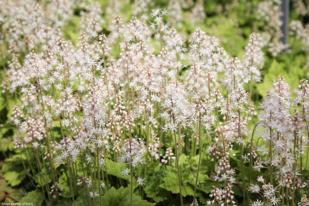 fleurs de tiarella