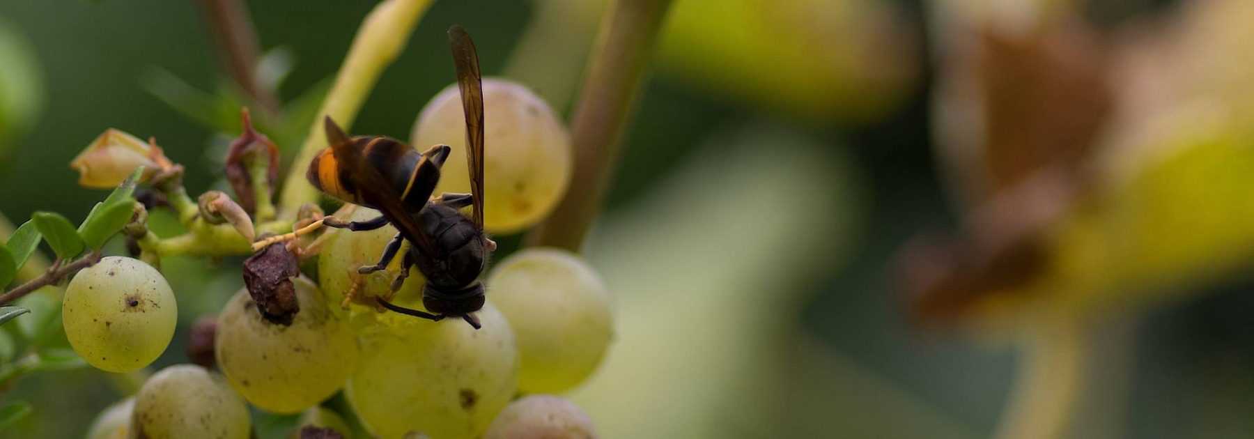 Frelon asiatique : le reconnaître et lutter contre