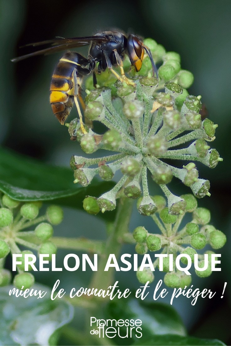 Kit piège pour frelon asiatique   protège les abeilles  noires