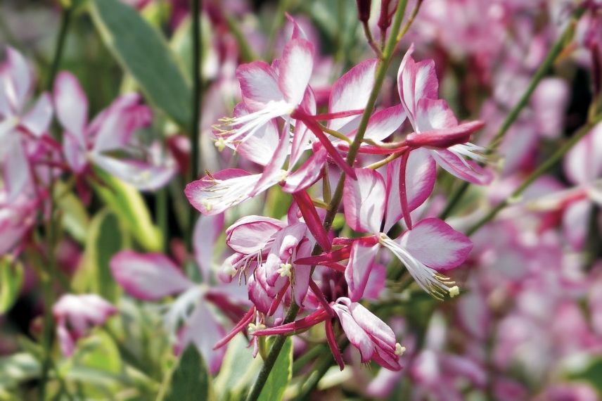 gaura