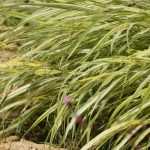 Hakonechloa, Herbe du Japon : plantation, culture, entretien