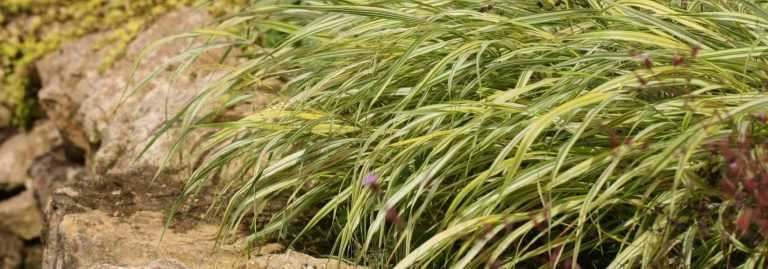 Hakonechloa, Herbe du Japon : plantation, culture, entretien