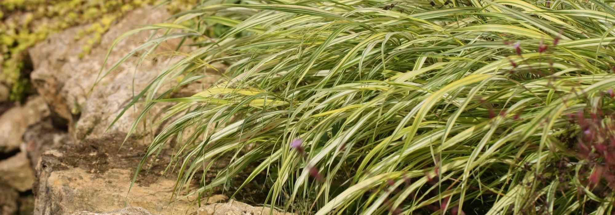 Hakonechloa, Herbe du Japon : plantation, culture, entretien