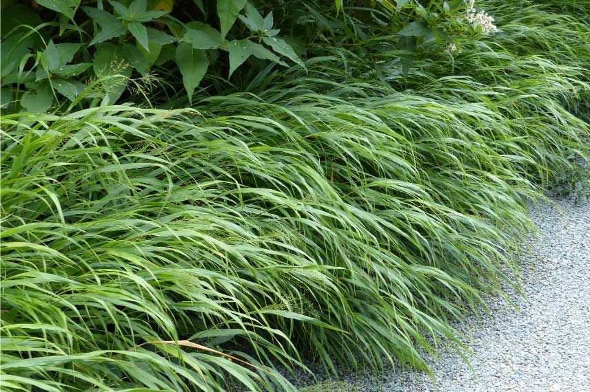 Herbe du Japon - Hakonechloa macra 