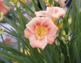 L'Hémérocalle Everydaylily Rose... 5 mois de fleurs en été !