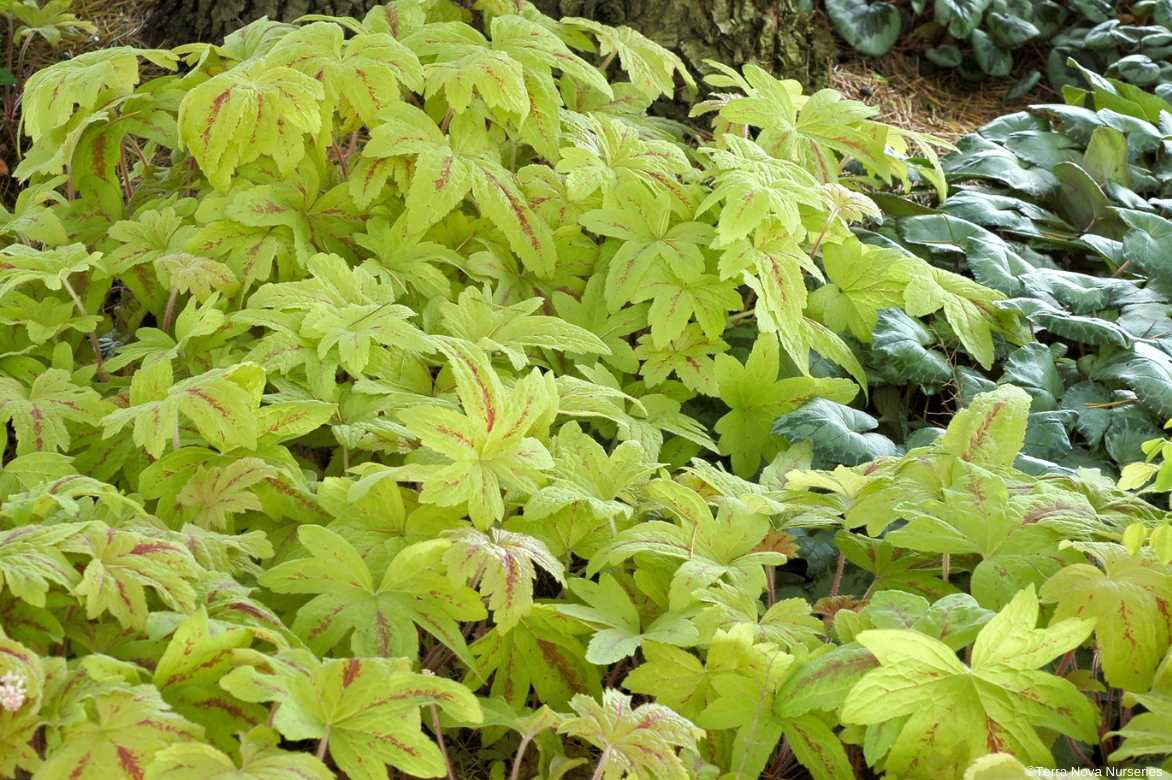 planter des heucherella