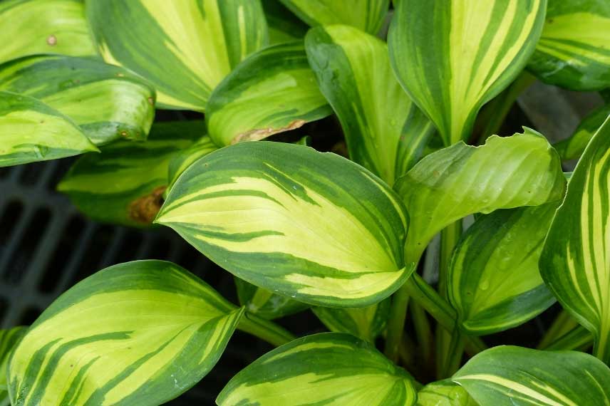 Hosta, une vivace idéale à l'ombre