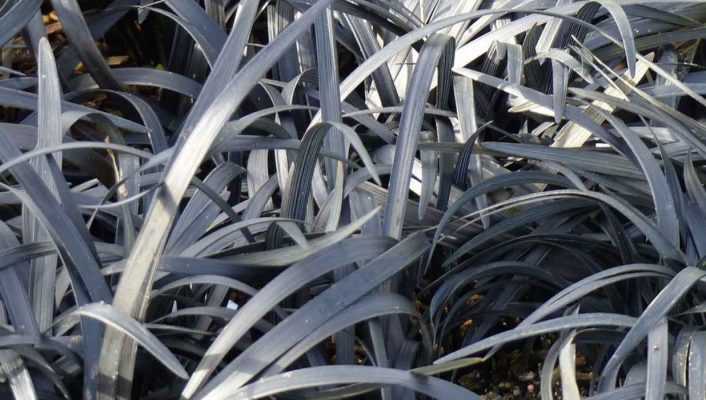 Ophiopogon, barbe de serpent : planter et entretenir