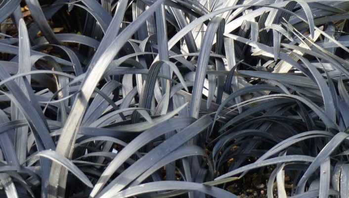 Ophiopogon, barbe de serpent : planter et entretenir