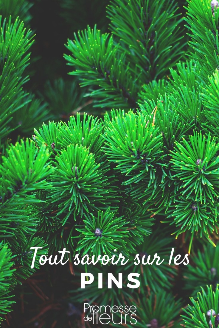 pinus tout savoir