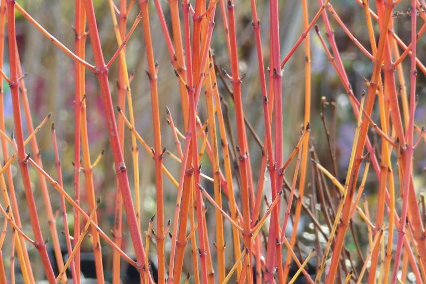 cornus à bois coloré