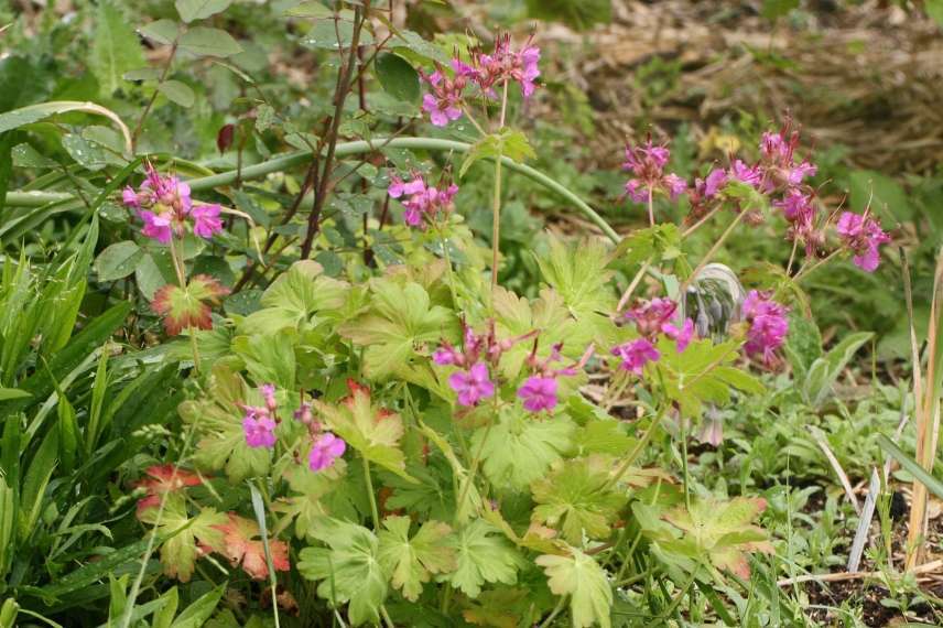 geranium vivace