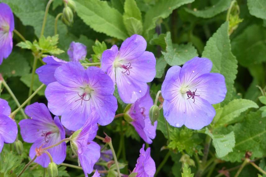 geranium vivace rozanne