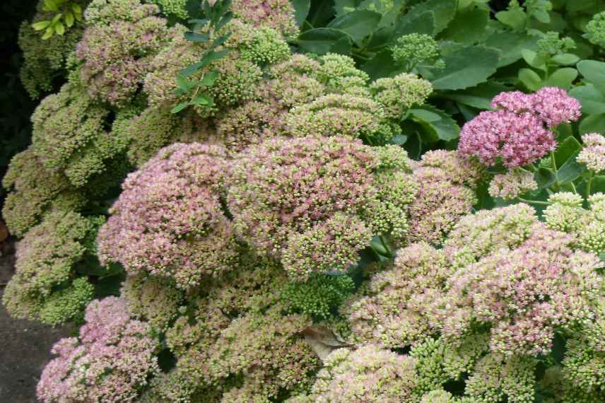 sedum