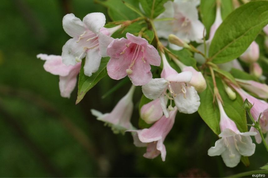 arbuste weigelia