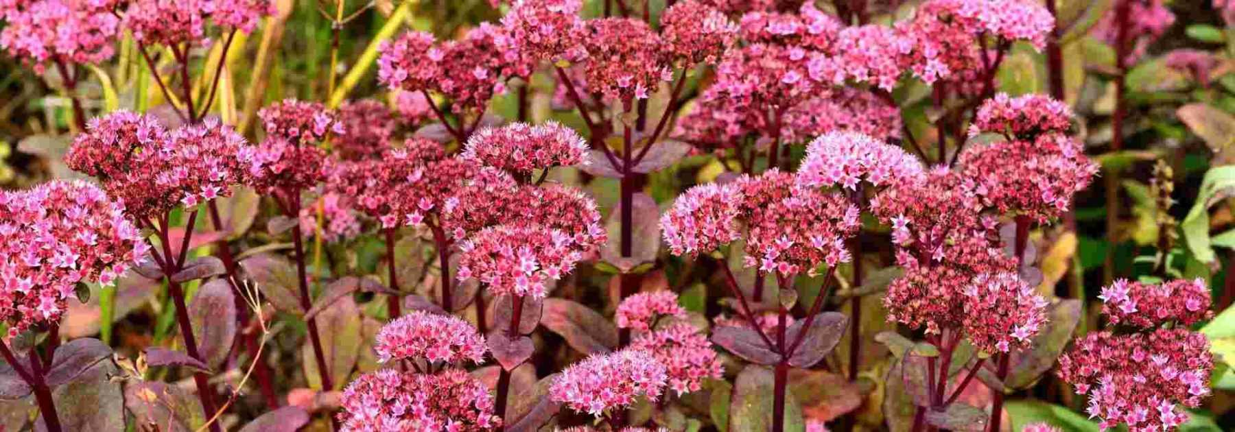 12 plantes ultra résistantes à adopter au jardin - Promesse de Fleurs