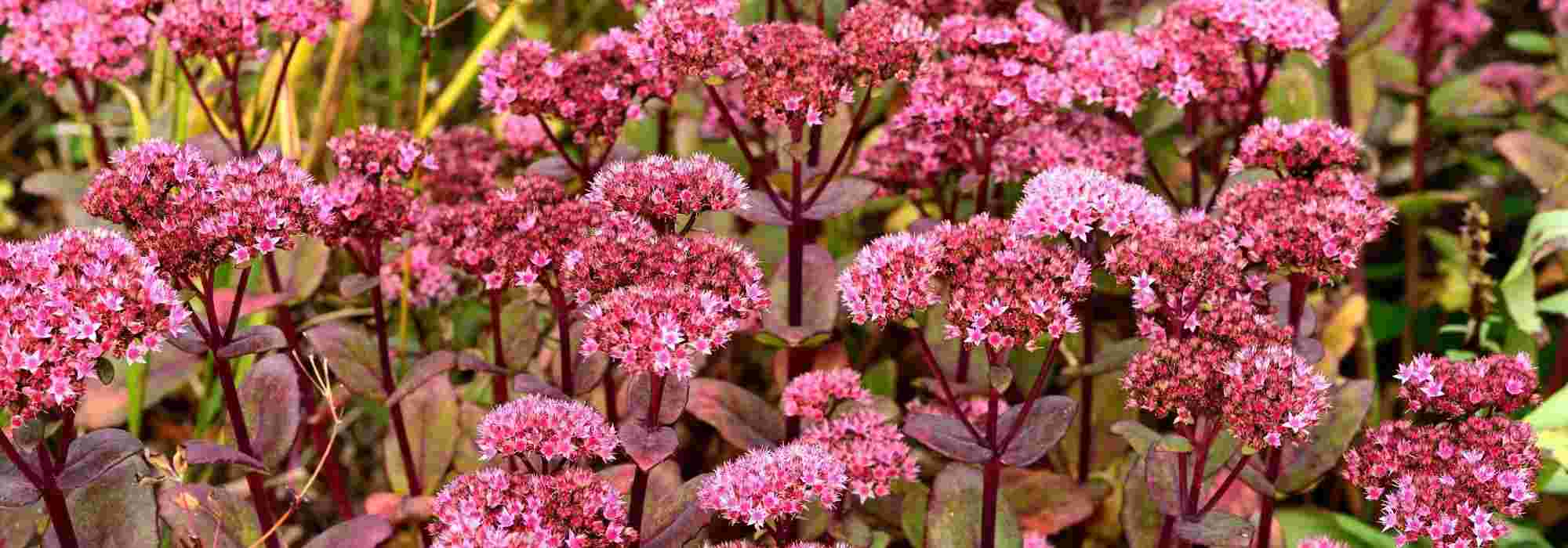 20 plantes d'extérieur increvables et faciles à entretenir