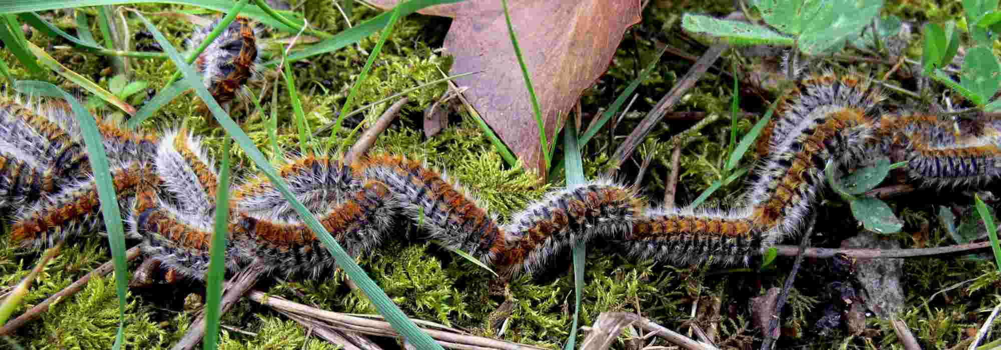 Chenille processionnaire du Pin : dangers et moyens de lutte