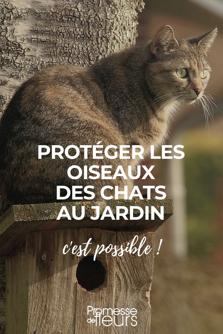 Mais pourquoi les chats ont-ils si peur à la vue des concombres ?