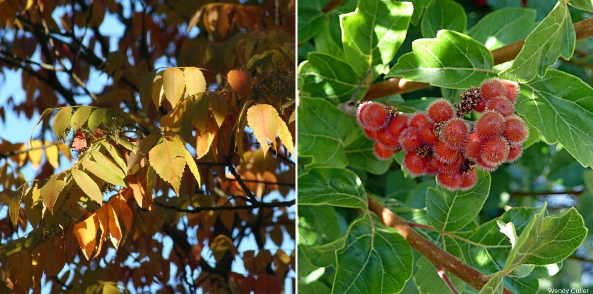 sumac aromatique