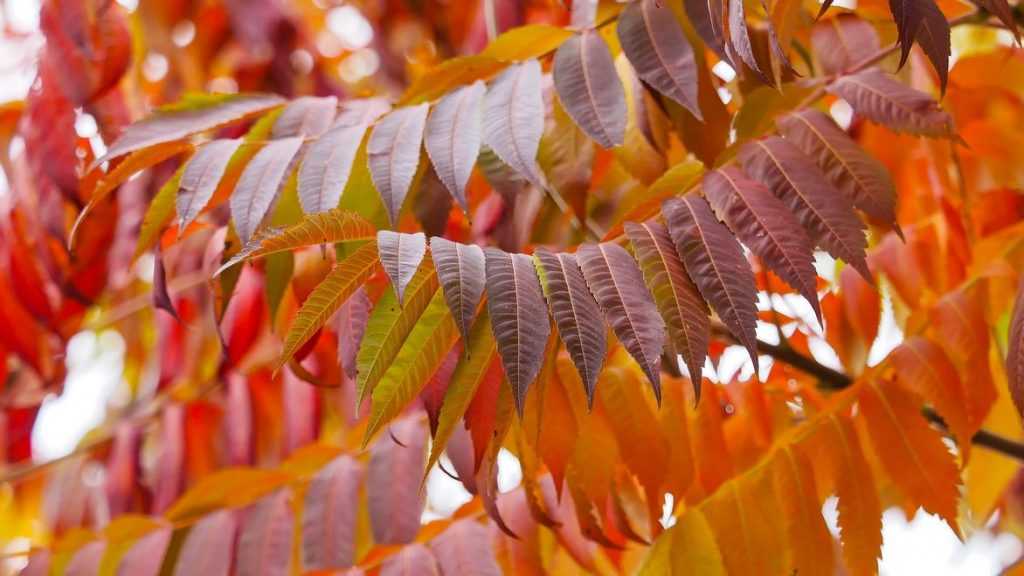 sumac en automne