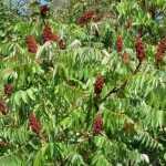 Sumac, Vinaigrier : plantation, culture et entretien