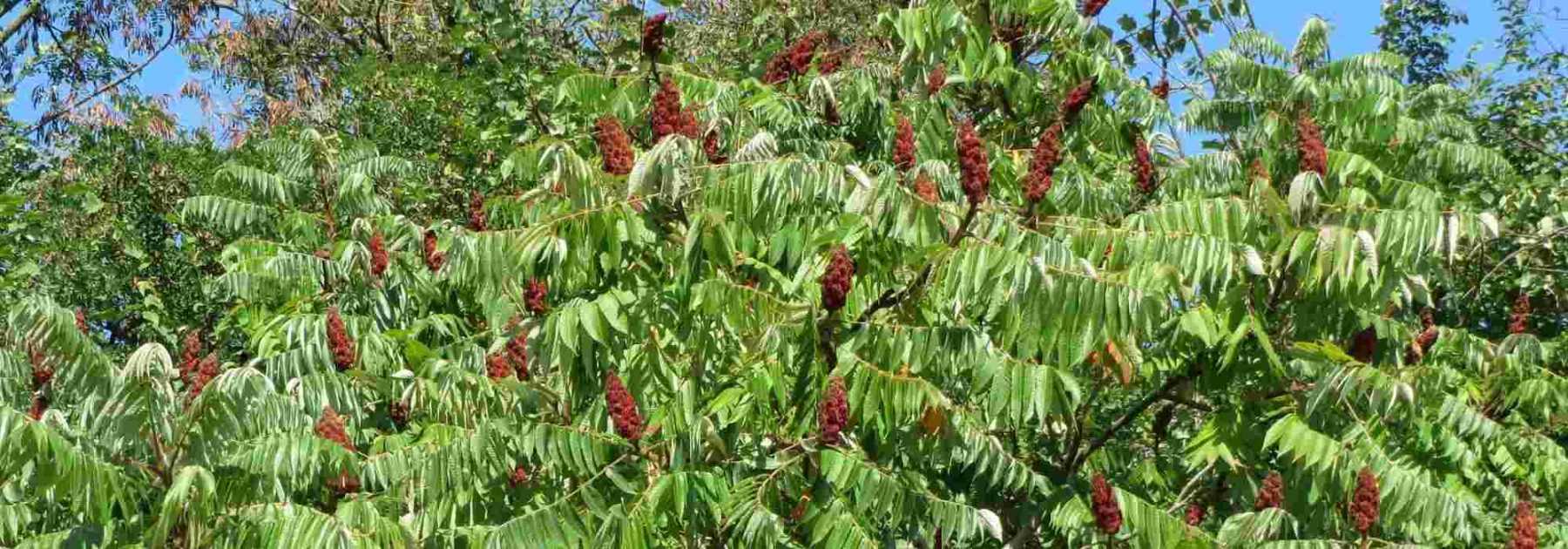 Quand et comment planter les différents bulbes à fleurs en pleine terre ?  Les conseils de Luc Noël 