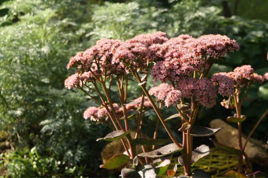 sedum matrona