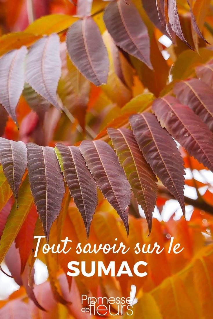 rhus tout savoir