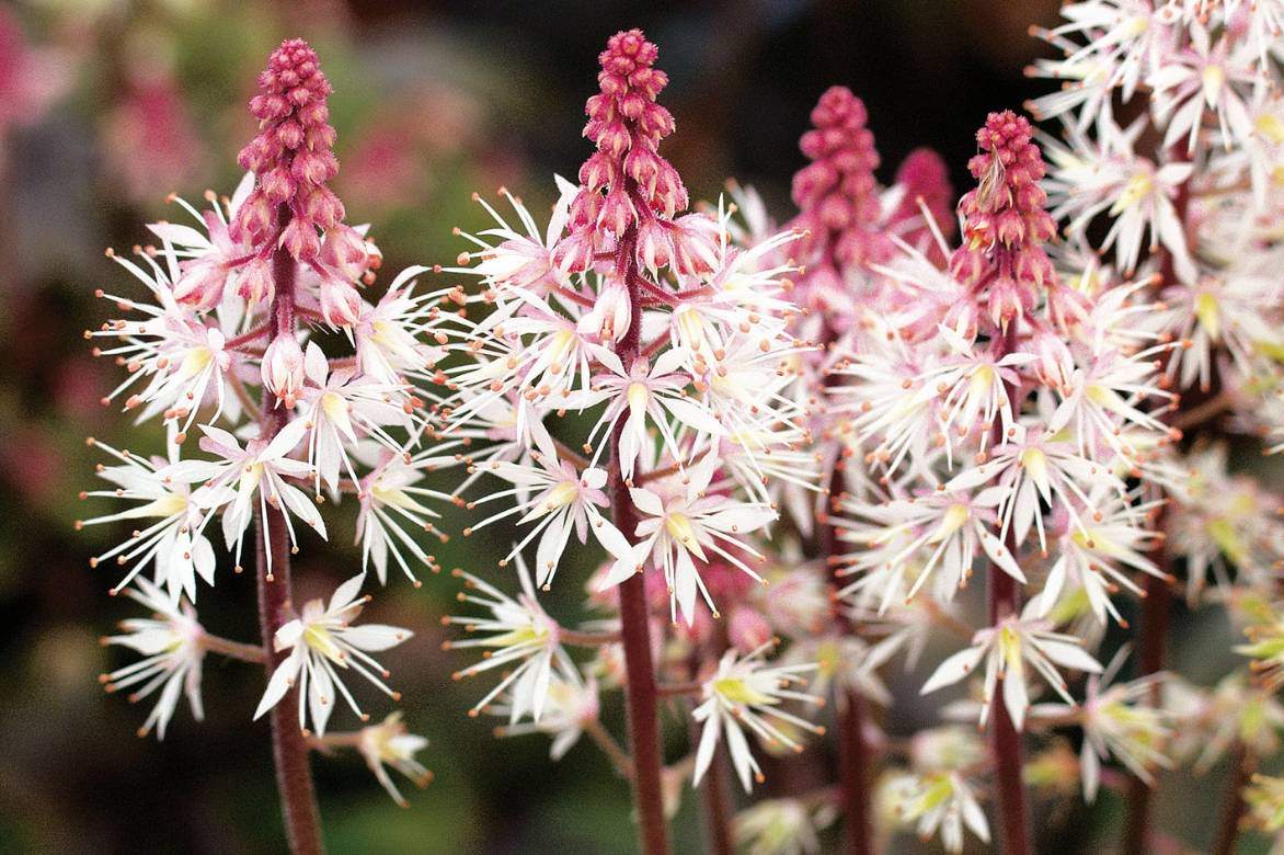 fleurs de tiarelle