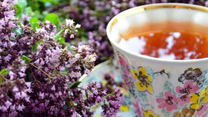 Tisane et infusion : quelles plantes cultiver au jardin ?