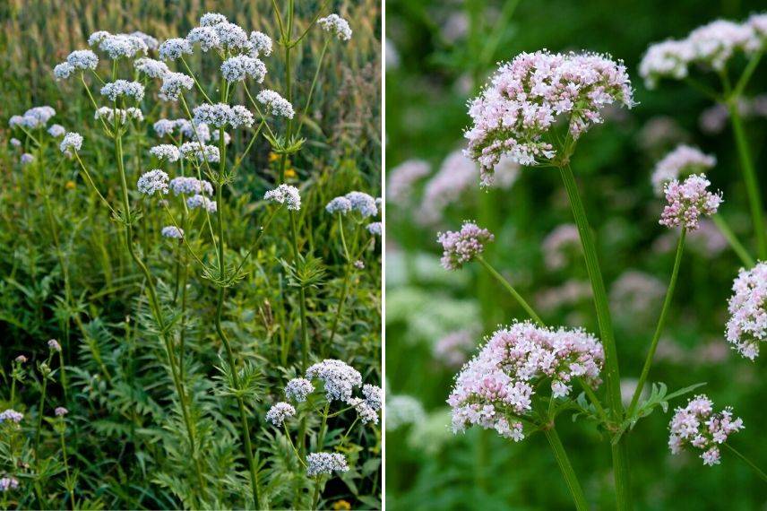 La Pousse Verte - Valériane officinale, conseils jardinage et cuisine