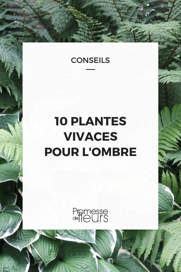 plantes d'ombre : 10 vivaces indispensables