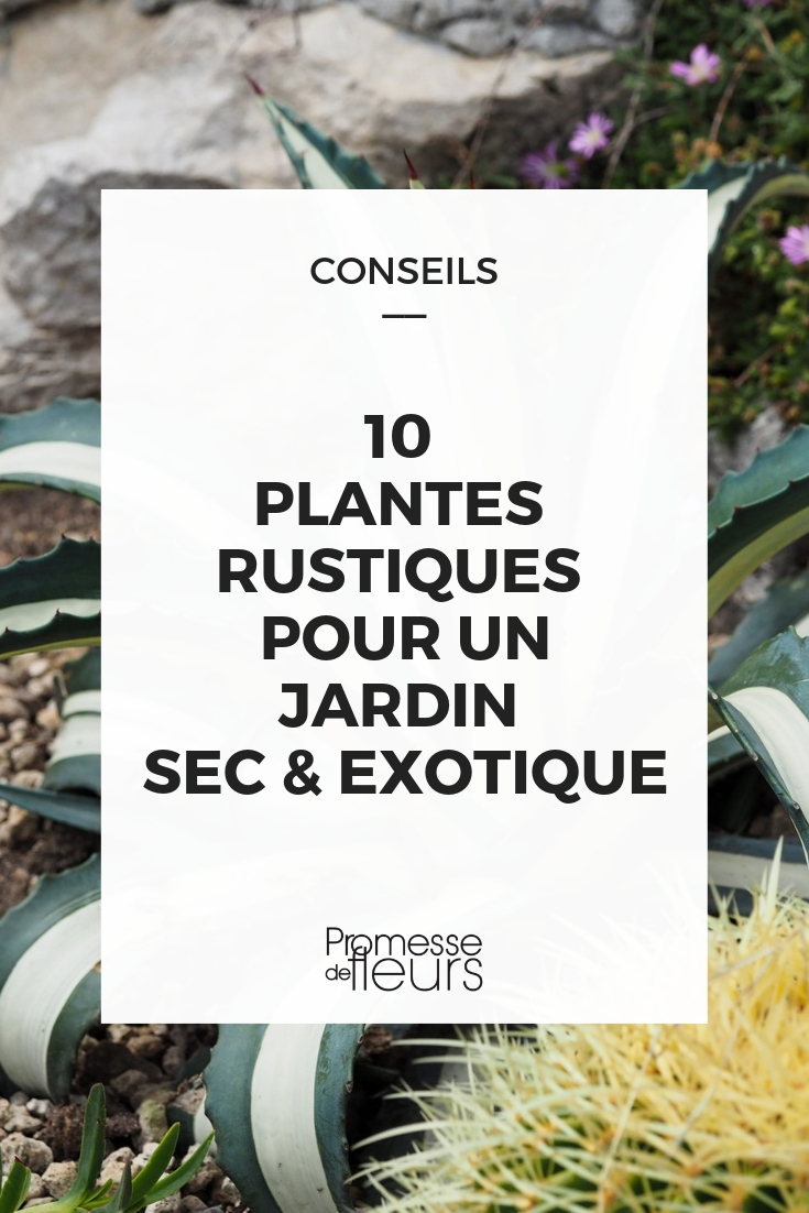 plante exotique et rustique