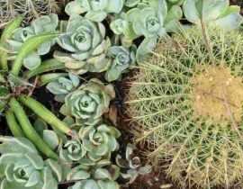 10 plantes rustiques pour un jardin sec exotique