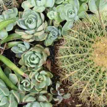 10 plantes rustiques pour un jardin sec exotique