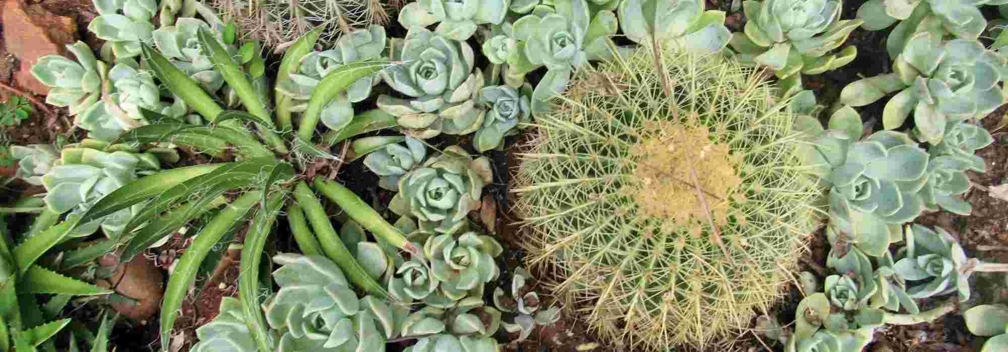 10 plantes rustiques pour un jardin sec exotique