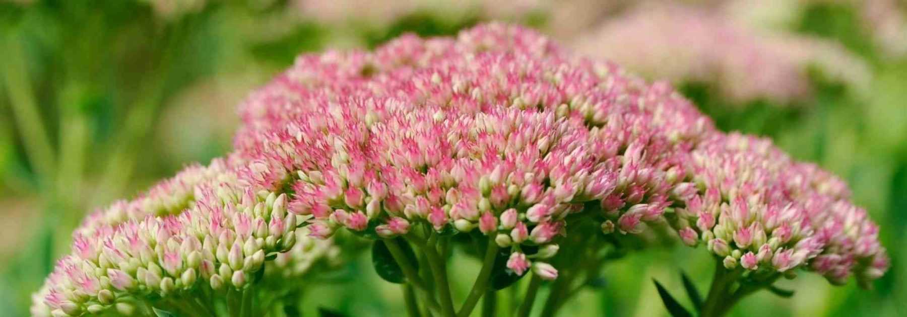 10 fleurs vivaces très faciles à semer - Promesse de Fleurs